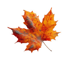 Fototapeta premium Single Autumn Maple Leaf with Dusty Texture, Isolated on Green Transparent background