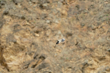Bird in flight