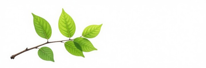 Fototapeta premium A single branch with leaves against a bright white background, branch, organic
