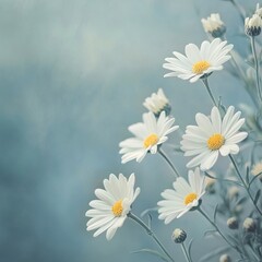 Fototapeta premium Delicate White Flowers with Bright Yellow Centers Blooming in a Lush Green Garden Under Clear Blue Sky
