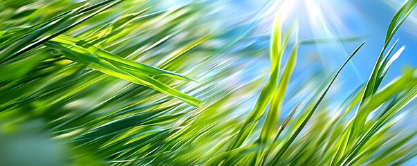 Obraz premium Vibrant Green Grass Blades, Sunlit Meadow - Abstract Nature Photogr.