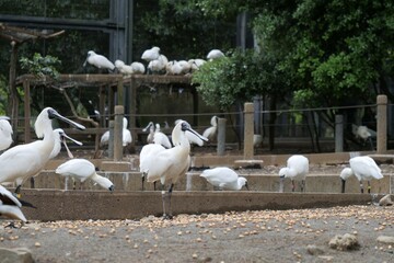動物園で飼育されているクロツラヘラサギ