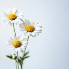 Fototapeta premium Three White Daisies with Bright Yellow Centers Blooming in a Lush Green Garden Radiating Cheerful Beauty