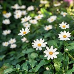 Obraz premium Vibrant Field of Delicate White Flowers in Full Bloom Under Bright Clear Sky Evoking Natural Beauty