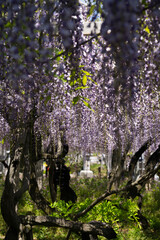 眼前に広がる庭園の藤棚