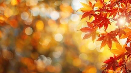 Autumn Leaves with Warm Sunlight