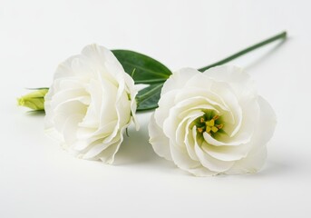Two delicate white lisianthus flowers with green leaves lie on a white surface in soft light