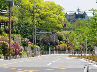 道路沿いに咲くツツジの花