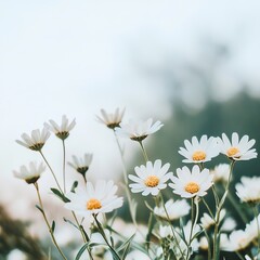 Fototapeta premium Beautiful White Flowers with Bright Yellow Centers Creating a Soft and Charming Floral Arrangement