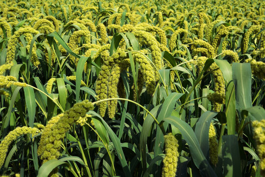 foxtail millet in the field