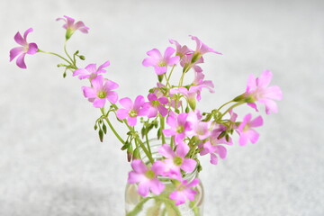 瓶に挿した花