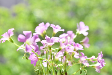 野草の花