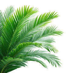 Fototapeta premium Green palm fronds close up on transparent background