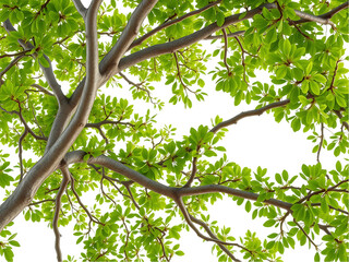 Fototapeta premium Vibrant Green Tree Canopy with Thick Branches and Lush Foliage on a transparent background