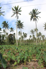 Coconut Palm, Samoa