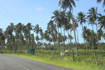 Coconut Palm, Samoa