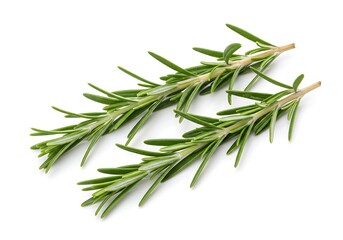 Fototapeta premium Two sprigs of fresh rosemary with green leaves isolated on a white background in a close up view