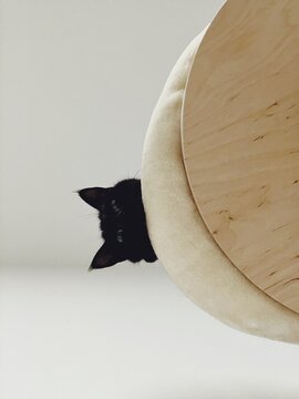 Cat peers out of kennel and looks down to camera