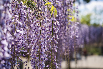 庭園の中の藤のクローズアップ