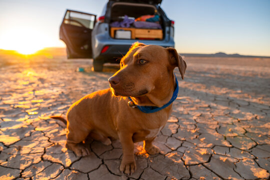 dog roadtrip - Powered by Adobe
