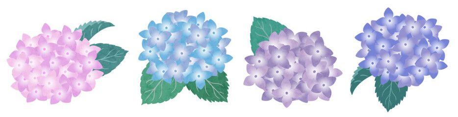 カラフルなあじさいのベクターイラストセット(紫陽花 アジサイ 編集可能 背景透過)