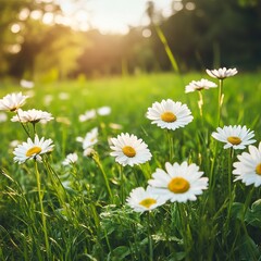 Vibrant Field of Daisies Bathed in Warm Sunlight Creating a Cheerful and Inviting Natural Landscape