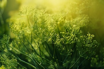 Green dill field in the morning light. Shallow depth of field