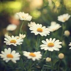 Fototapeta premium Delicate Bunch of White Flowers in a Lush Green Field Evoking a Sense of Peace and Natural Beauty