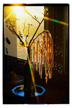 Bright sunlight filters through a vase with unique flowers in evening