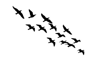 Birds flying in formation silhouette vector image for nature and wildlife designs and migratory bird patterns