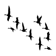 Obraz premium Flying geese silhouette vector illustration migratory birds in flight group of birds wildlife scene black and white art 100