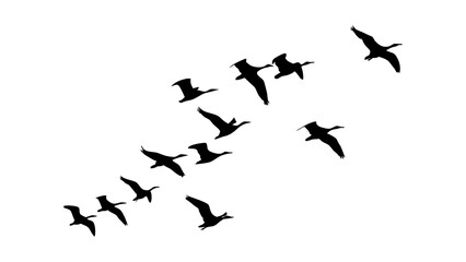 Flying geese silhouette vector image for migration season nature and wildlife designs and graphics artwork