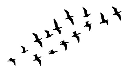 Flock of birds flying in formation silhouette vector illustration migration concept and birdwatching art