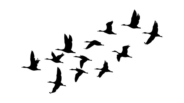 Flying geese silhouette vector image for migration season and bird watching enthusiasts and nature lovers