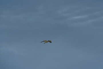 Bird in flight