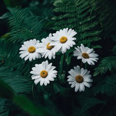 Fototapeta premium Elegant Trio of White Daisies Surrounded by Lush Greenery Creating a Fresh and Vibrant Atmosphere