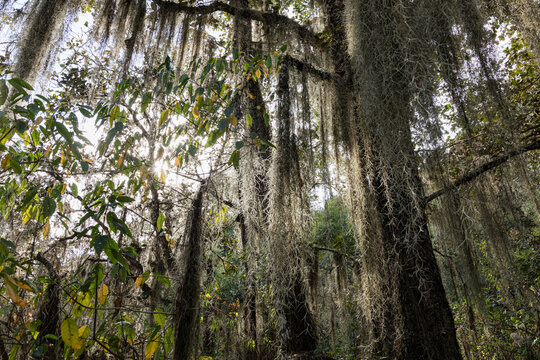 Sunlight filtering through lush greenery of forest