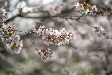 White blooming Cherry sakura tree, soft focus closeup. Spring time, season in nature. Fragrant flowers