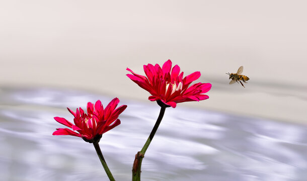 Bee on the wing approaching red flowers
