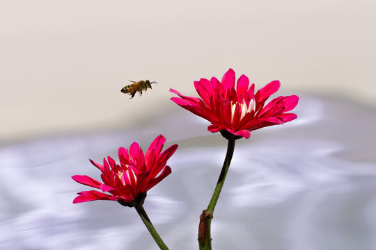 Bee flying to red Gerbera daisies 
