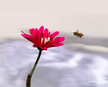 Bee flying to red daisy.