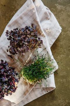 Radish, garlic chive and mustard micro-greens
