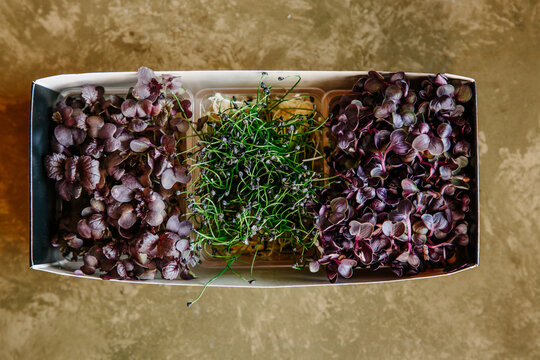 Radish, garlic chive and mustard micro-greens
