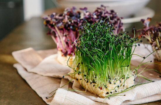 Radish, garlic chive and mustard micro-greens