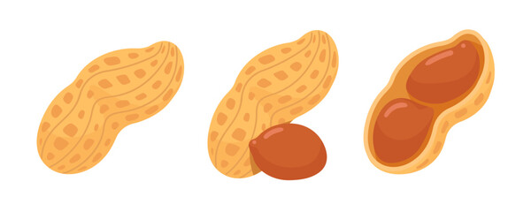 Illustrations of Peanuts in Shell and Kernels