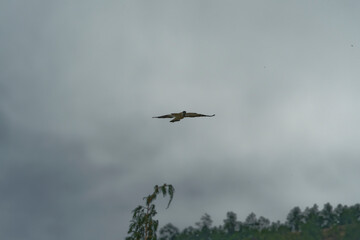 Bird in flight