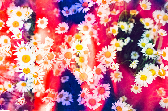 Psychedlic Colorful Film Photos of Daisies 