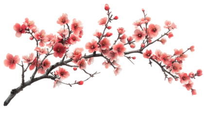 pink cherry blossom  isolated on transparent background