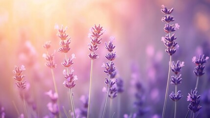 Naklejka premium Dreamy Lavender Field, Capturing the Essence of Summer in Provence