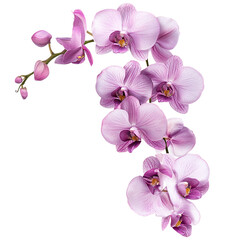 Fototapeta premium pink cherry blossom isolated on transparent background